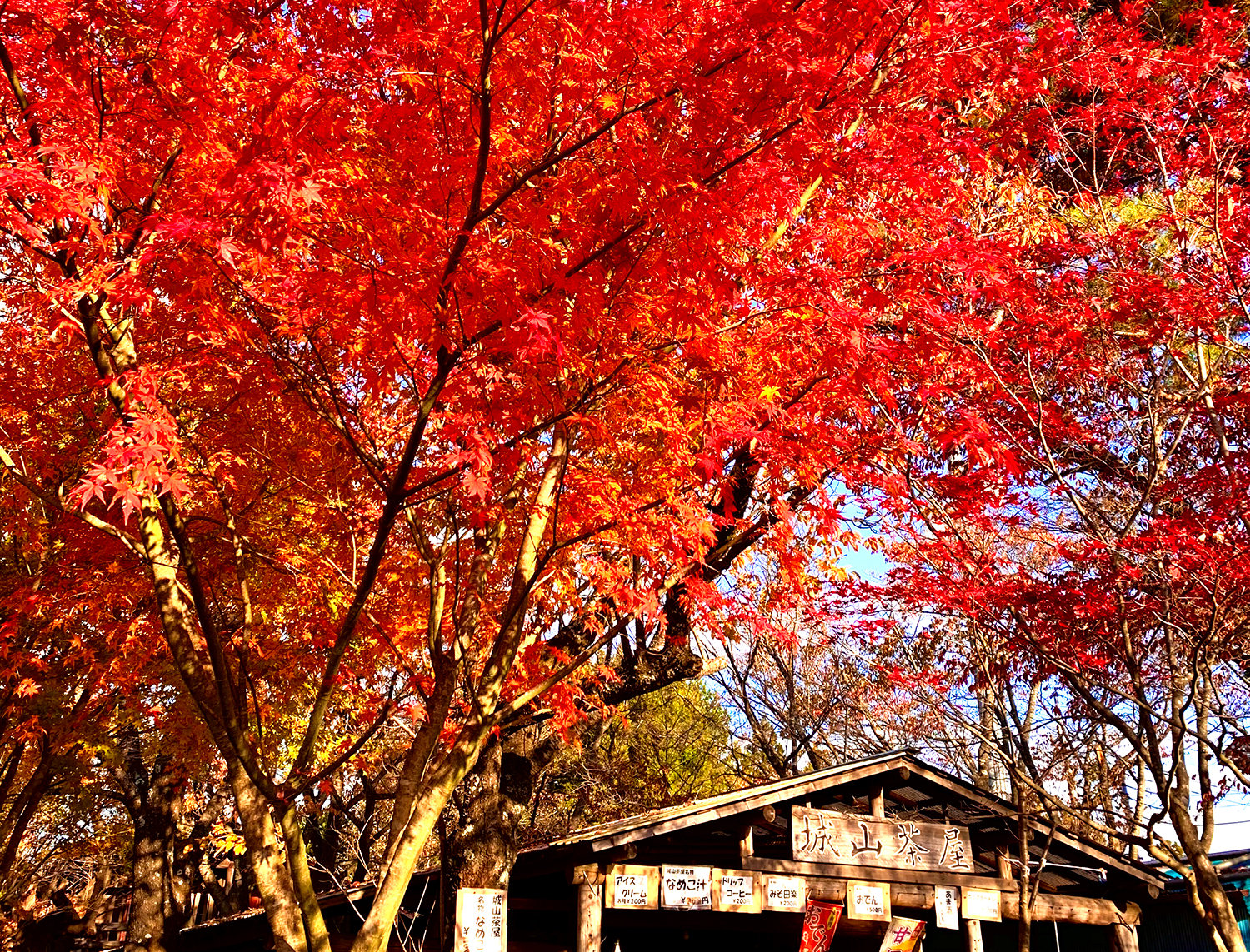 景信山ですき焼き紅葉トレラン　