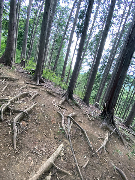 登山道