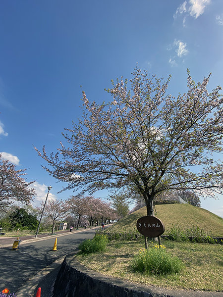 さくらの山公園