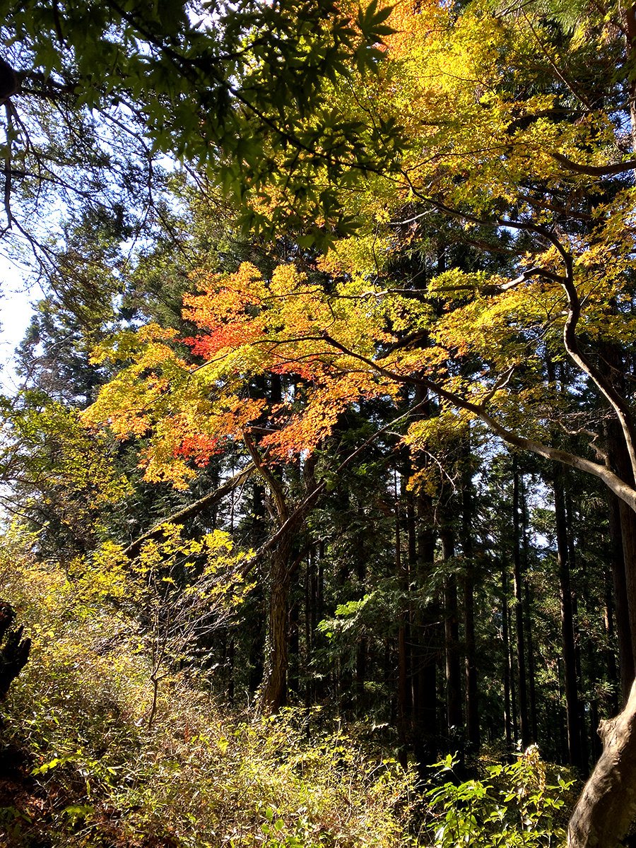 陣馬山