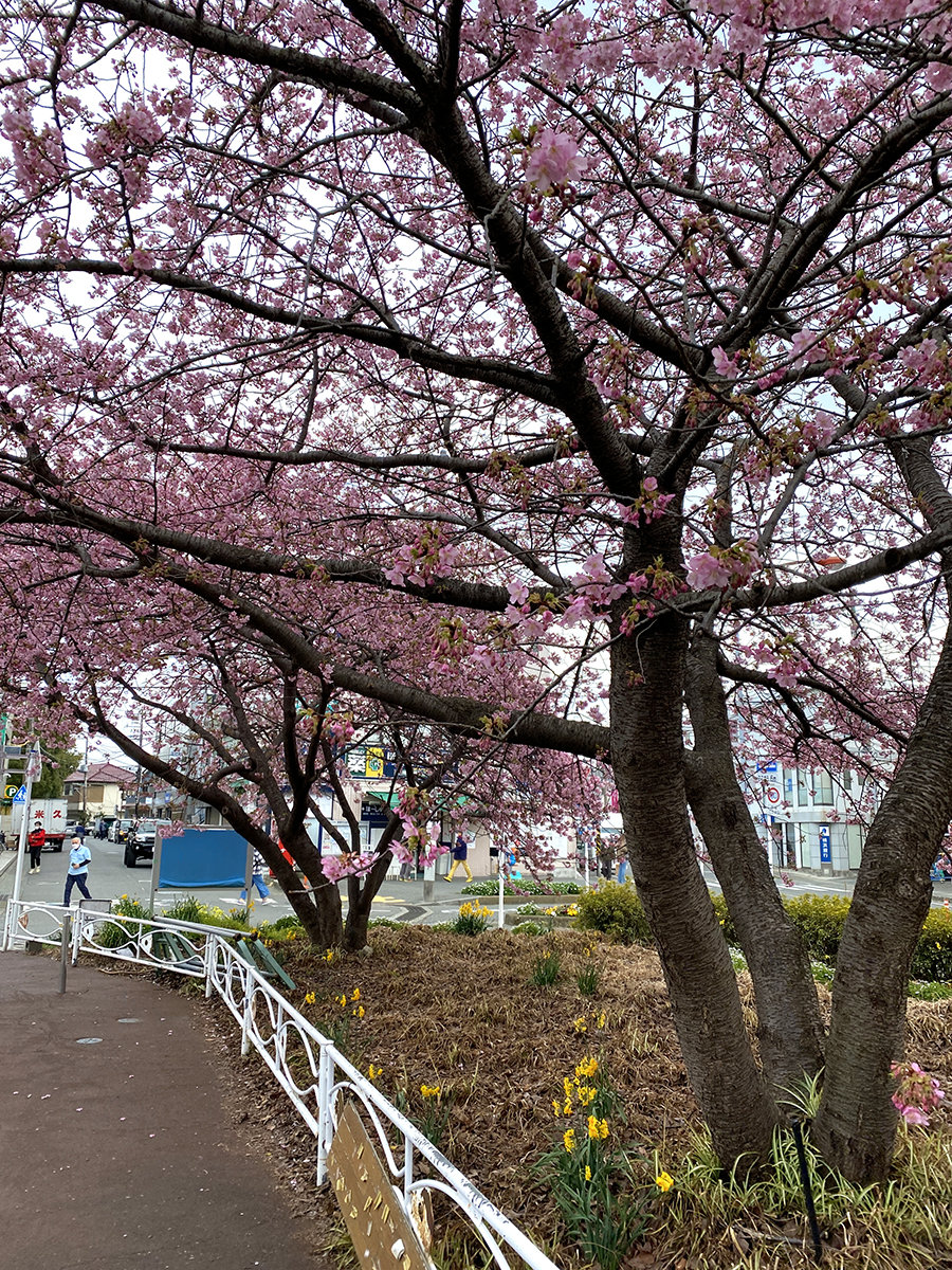 河津桜