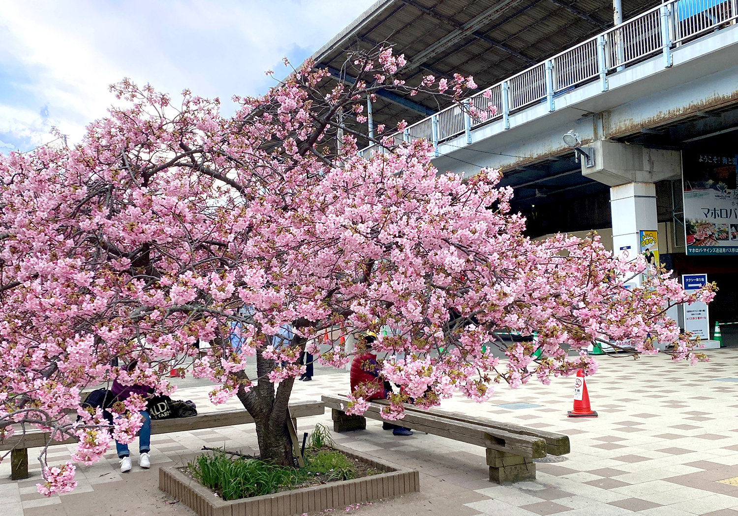 河津桜が見たくて三浦海岸まで目指そうと思ったら